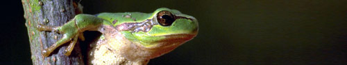 Wetterfrosch &copy; dpa