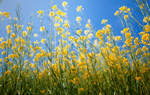 Gelbe Blumenwiese &copy; Getty Images